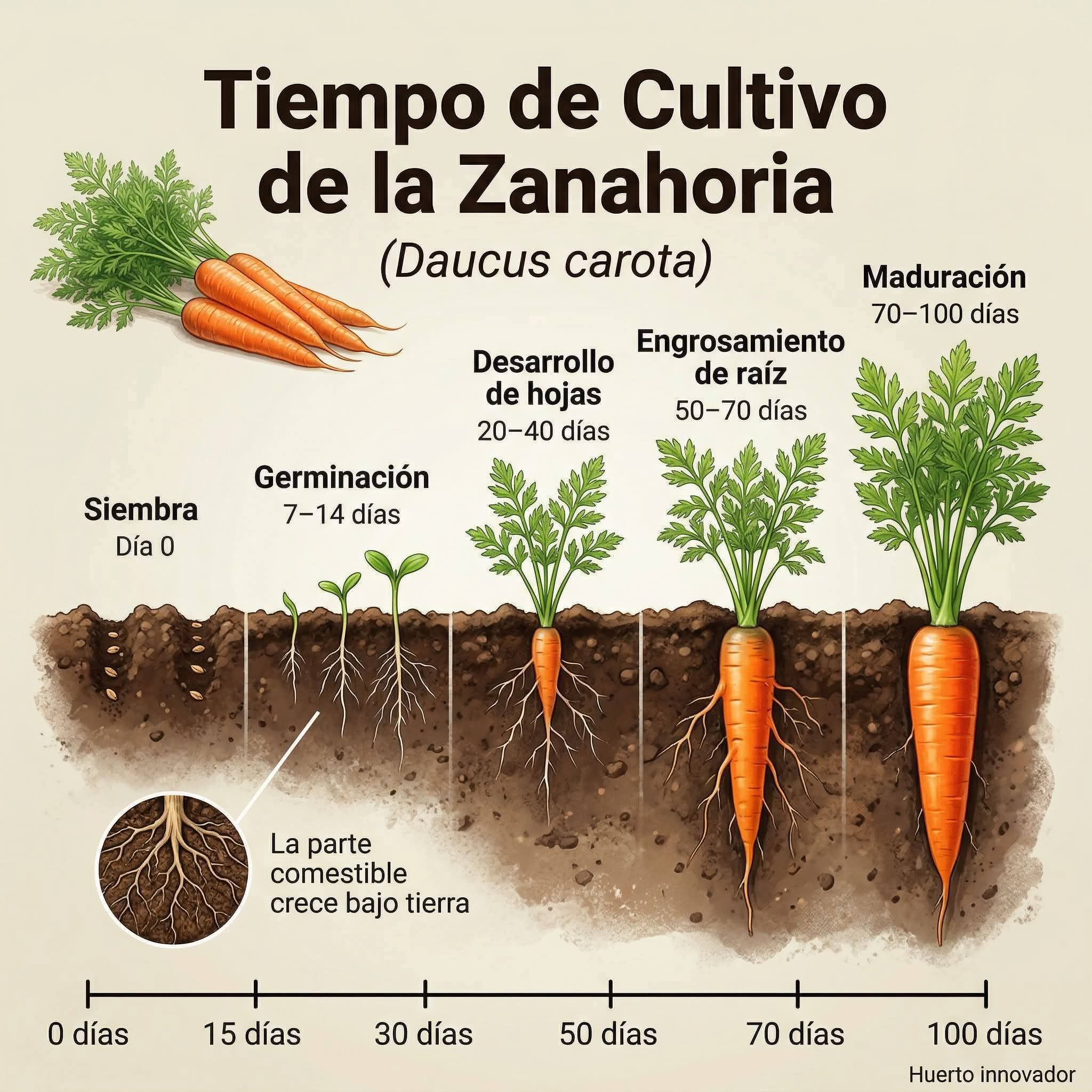 zanahoria, tiempo, cultivo