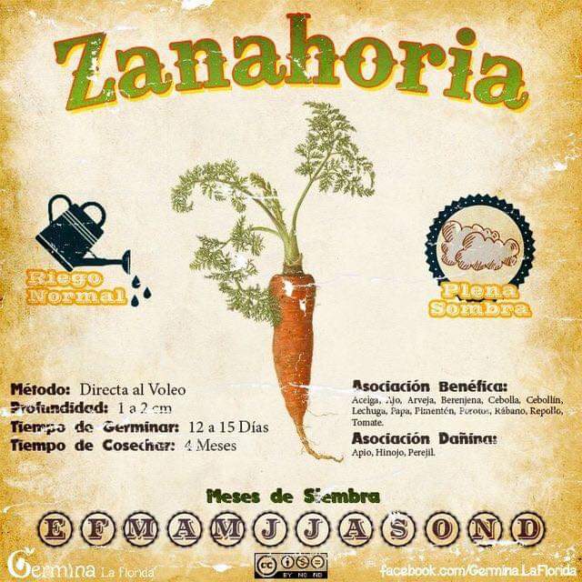 zanahoria