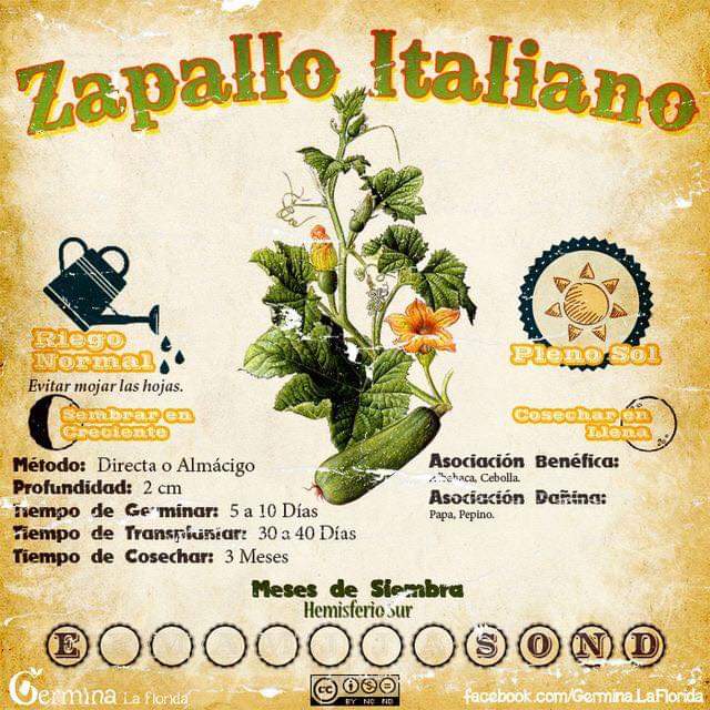 zapallo, italiano