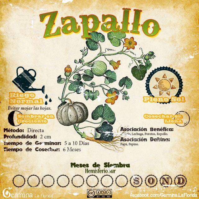 zapallo