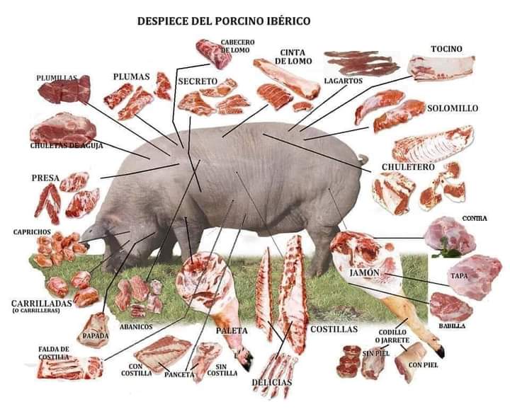 chancho