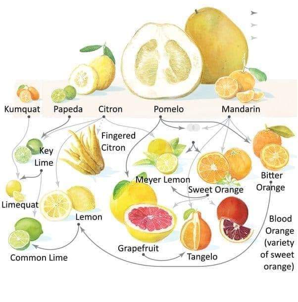 citricos