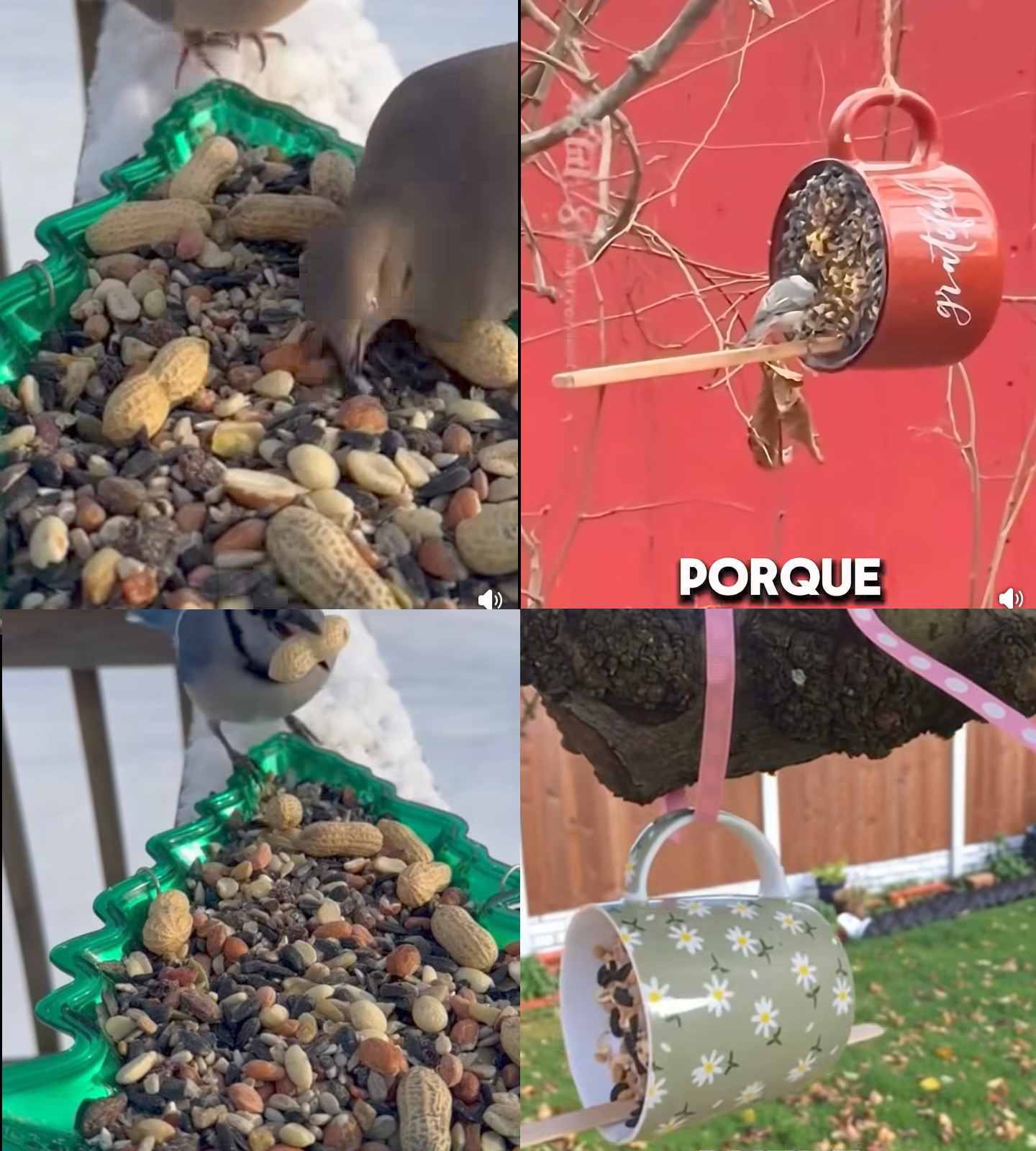 comedero, pajaro