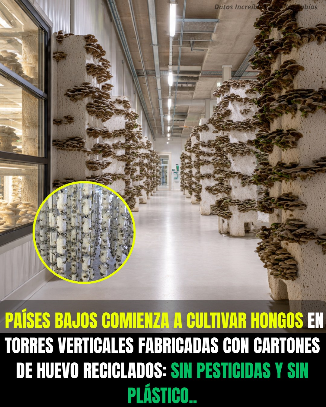 hongos, carton
