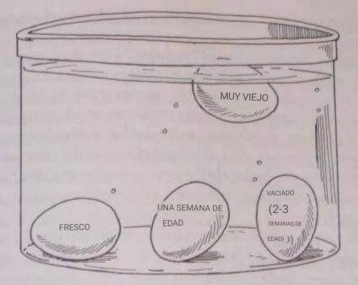 huevo, fresco