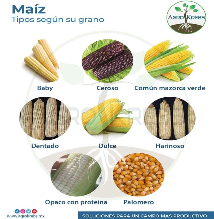 maiz