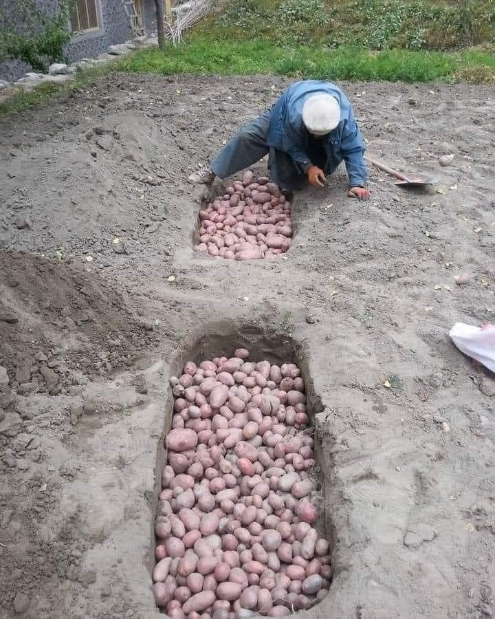 papas, almacenar