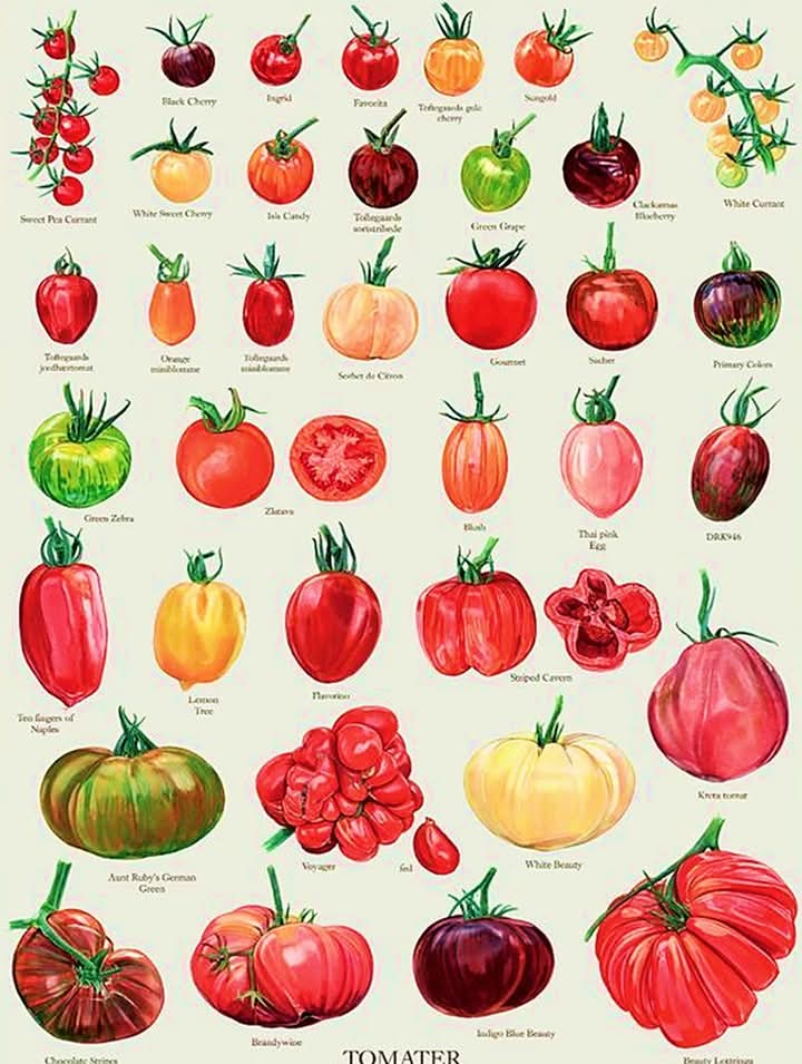 tomate