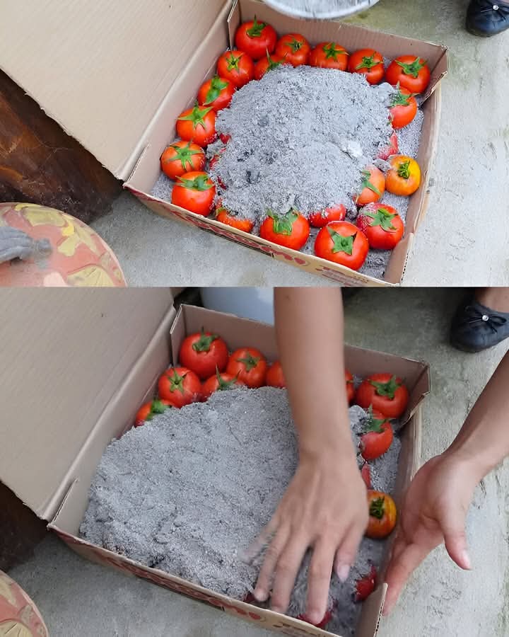 tomate, preservar