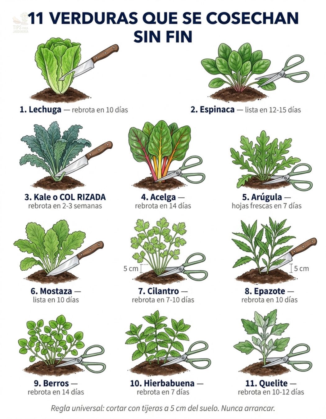 verduras, sin, fin