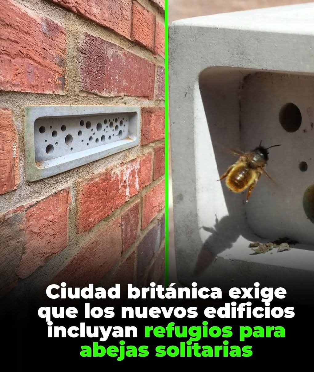 abeja, refugio