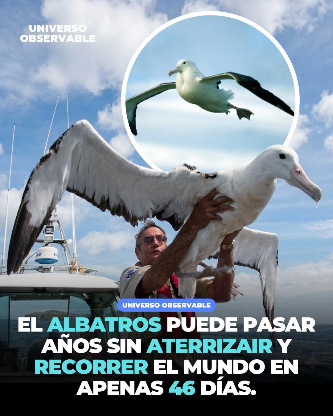 albatro