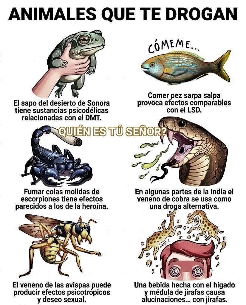 animales, droga