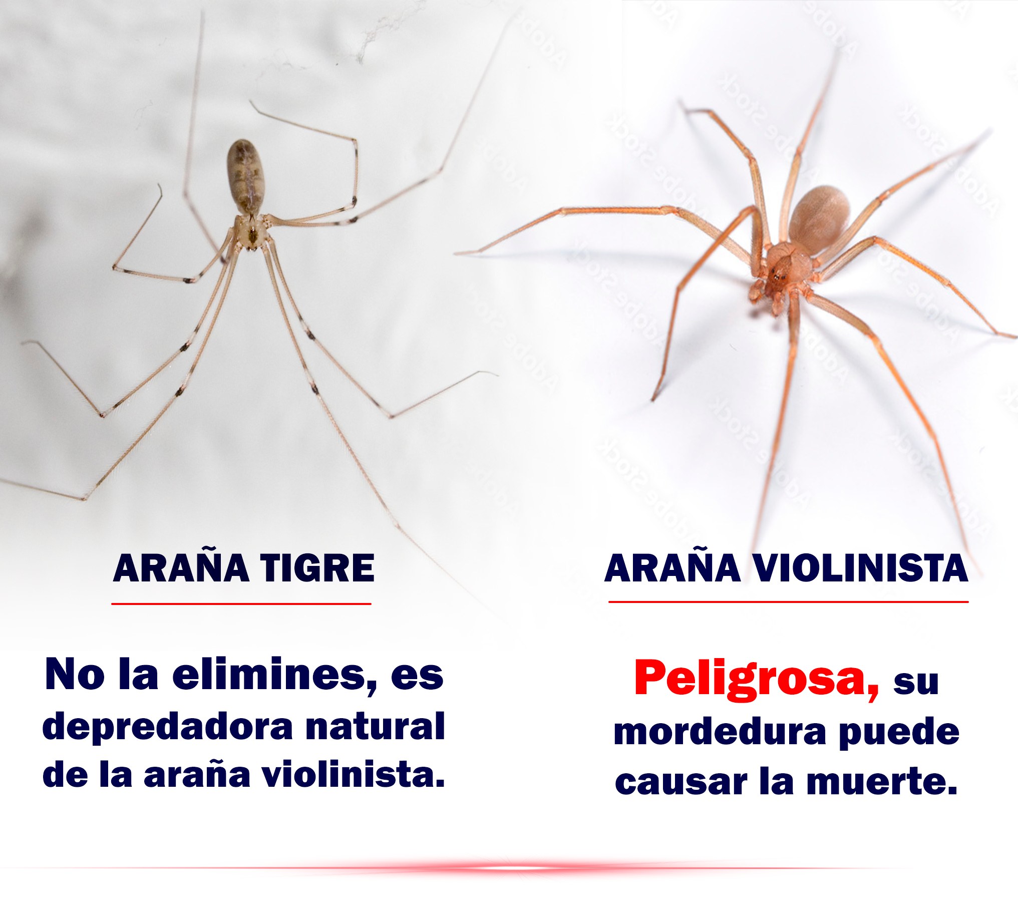 aranas