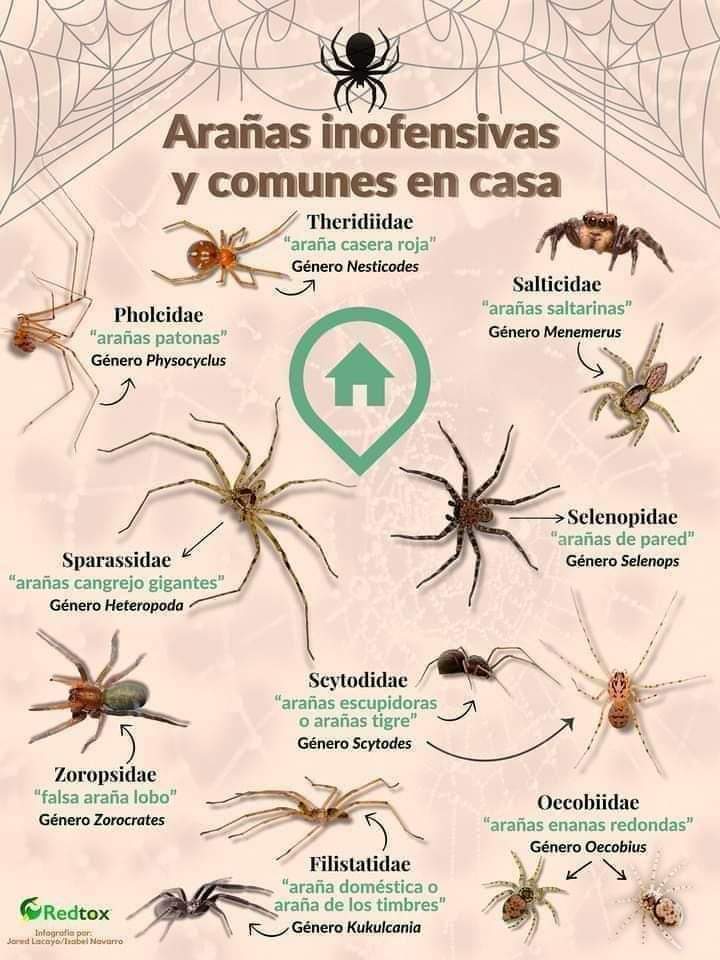 aranas