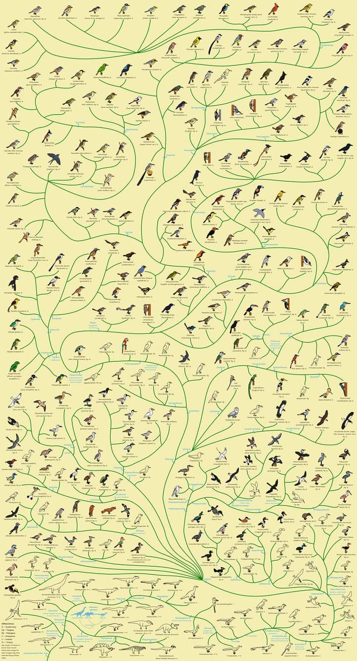 aves