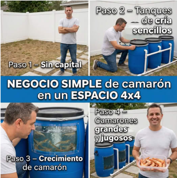 camaron, cria