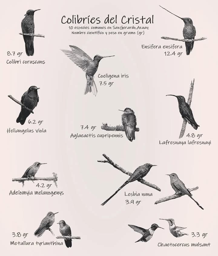 colibries, cristal