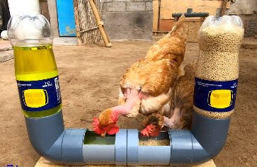 comedero, aves