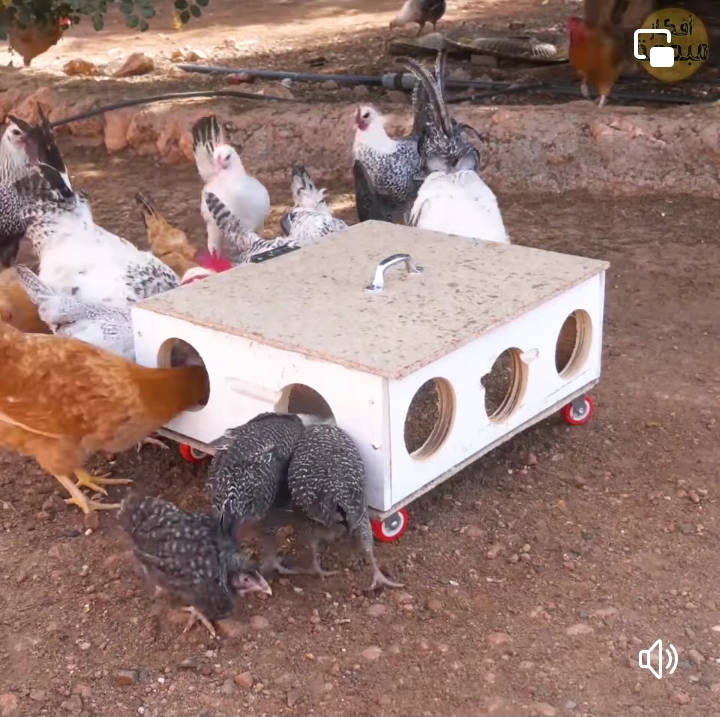 comedero, pollos