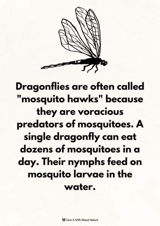 dragonfly