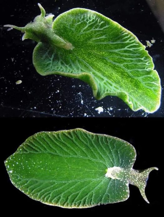 elysya, chrolotica