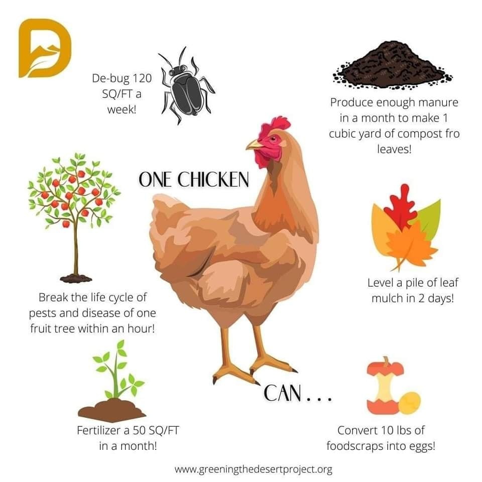 gallina