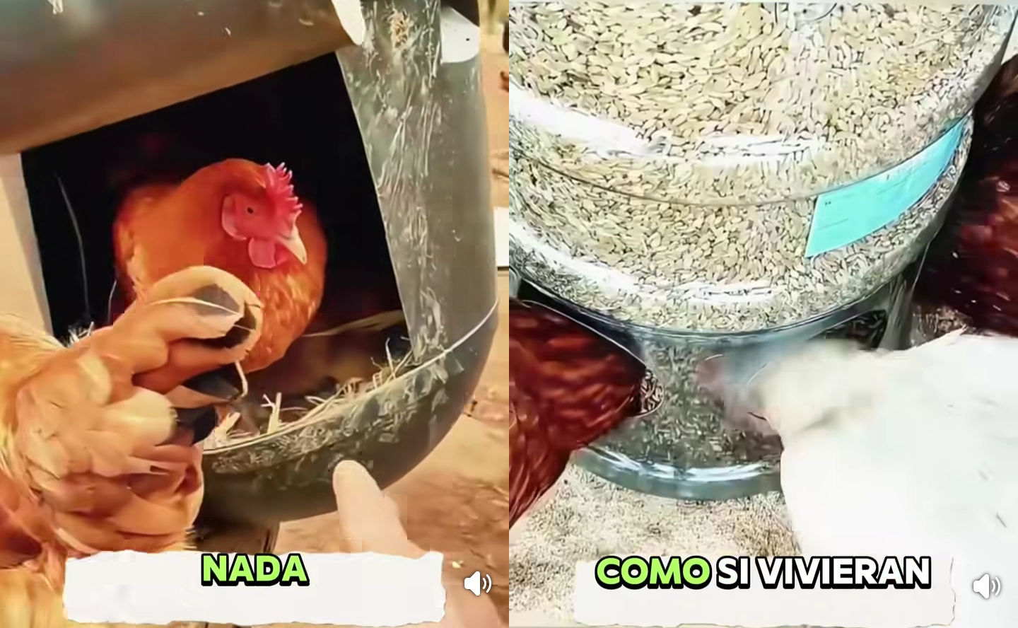 gallinas, bidones