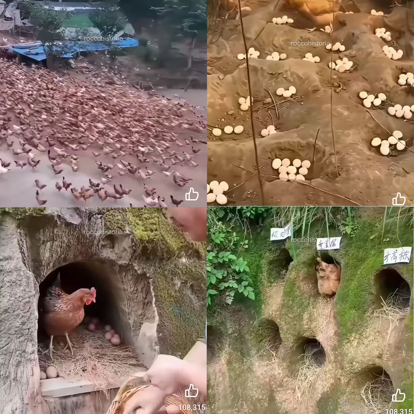 gallinero