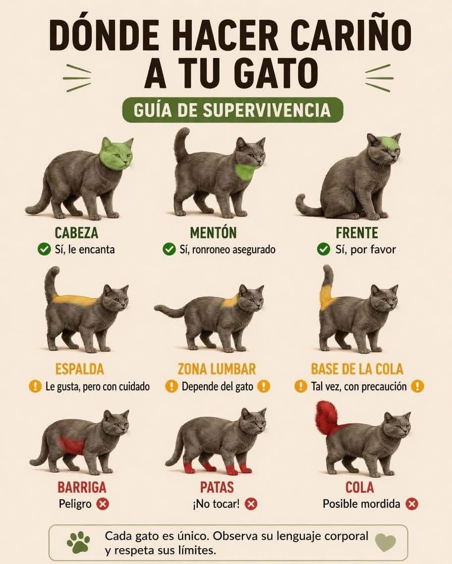 gato, carino