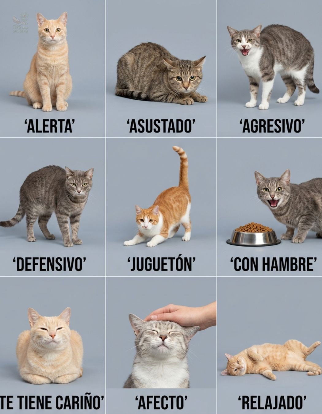 gato
