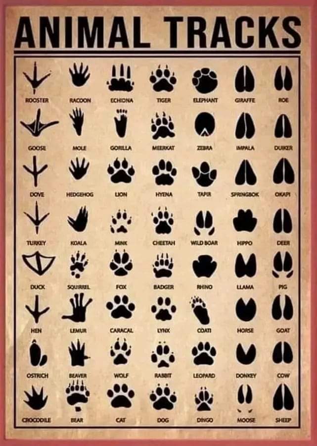 huellas, animales