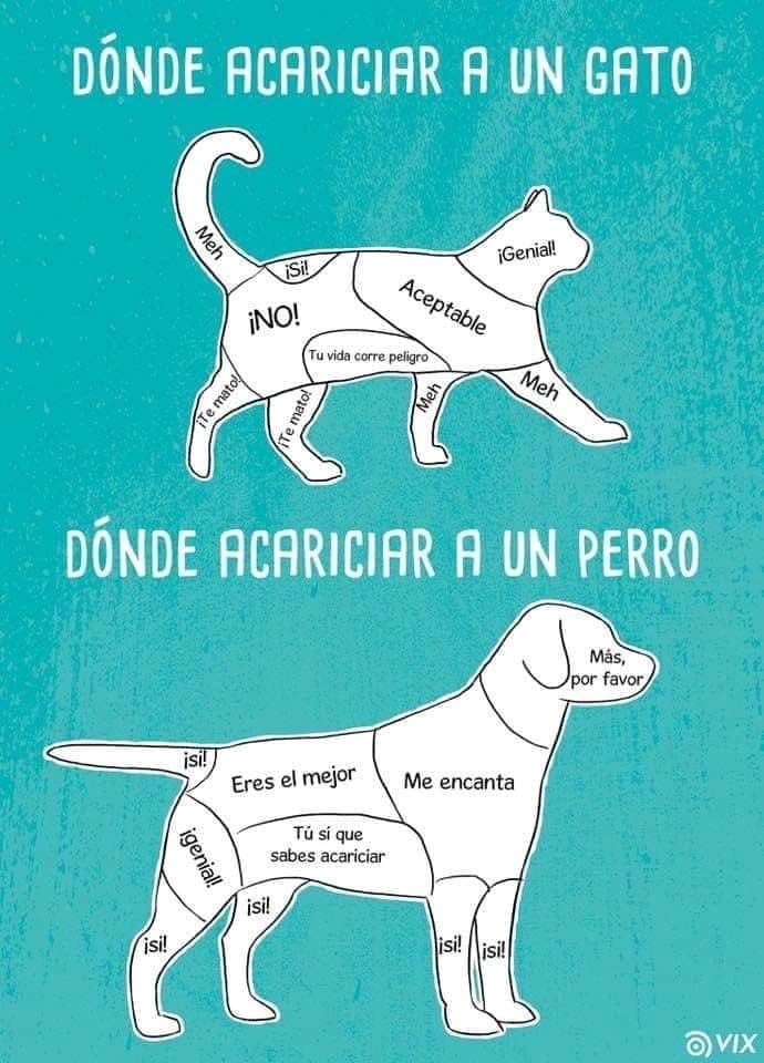 mascotas