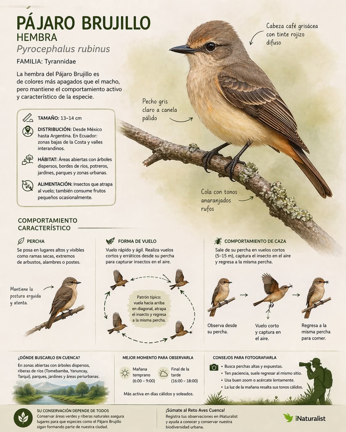 pajaro, brujillo, hembra