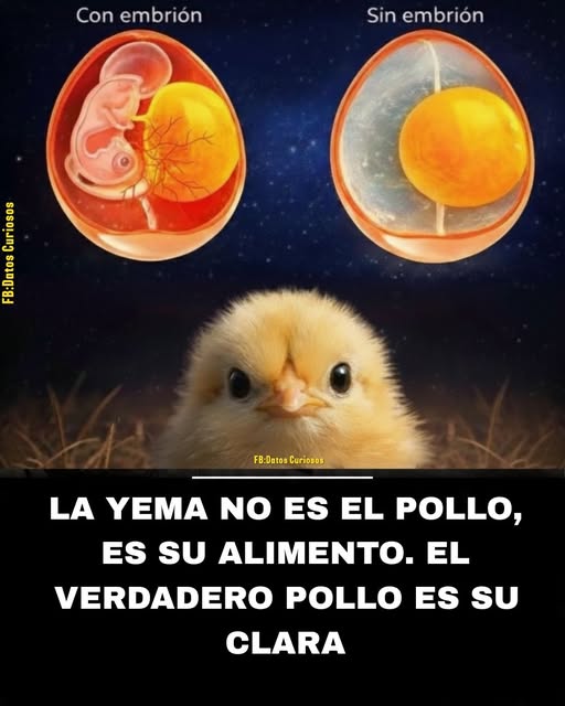 pollo