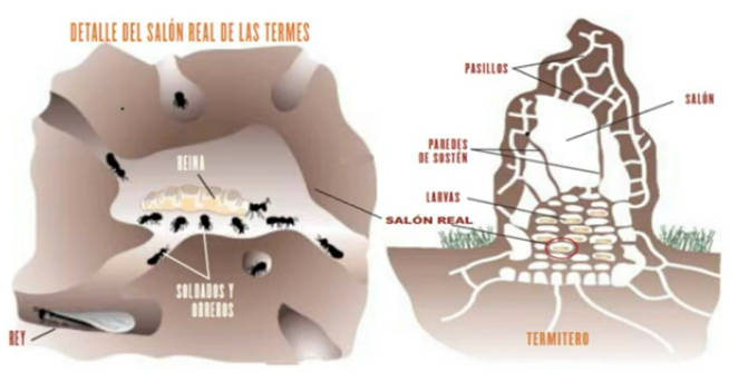 termitero