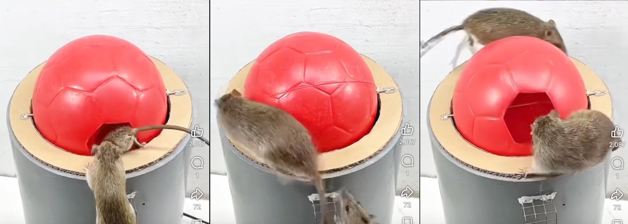 trampa, ratas