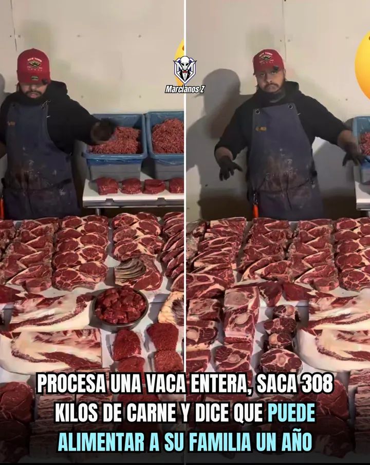 vaca, 308kilos