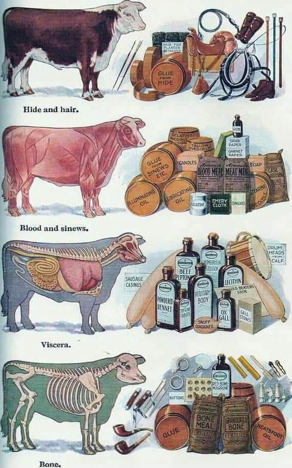 vaca, usos