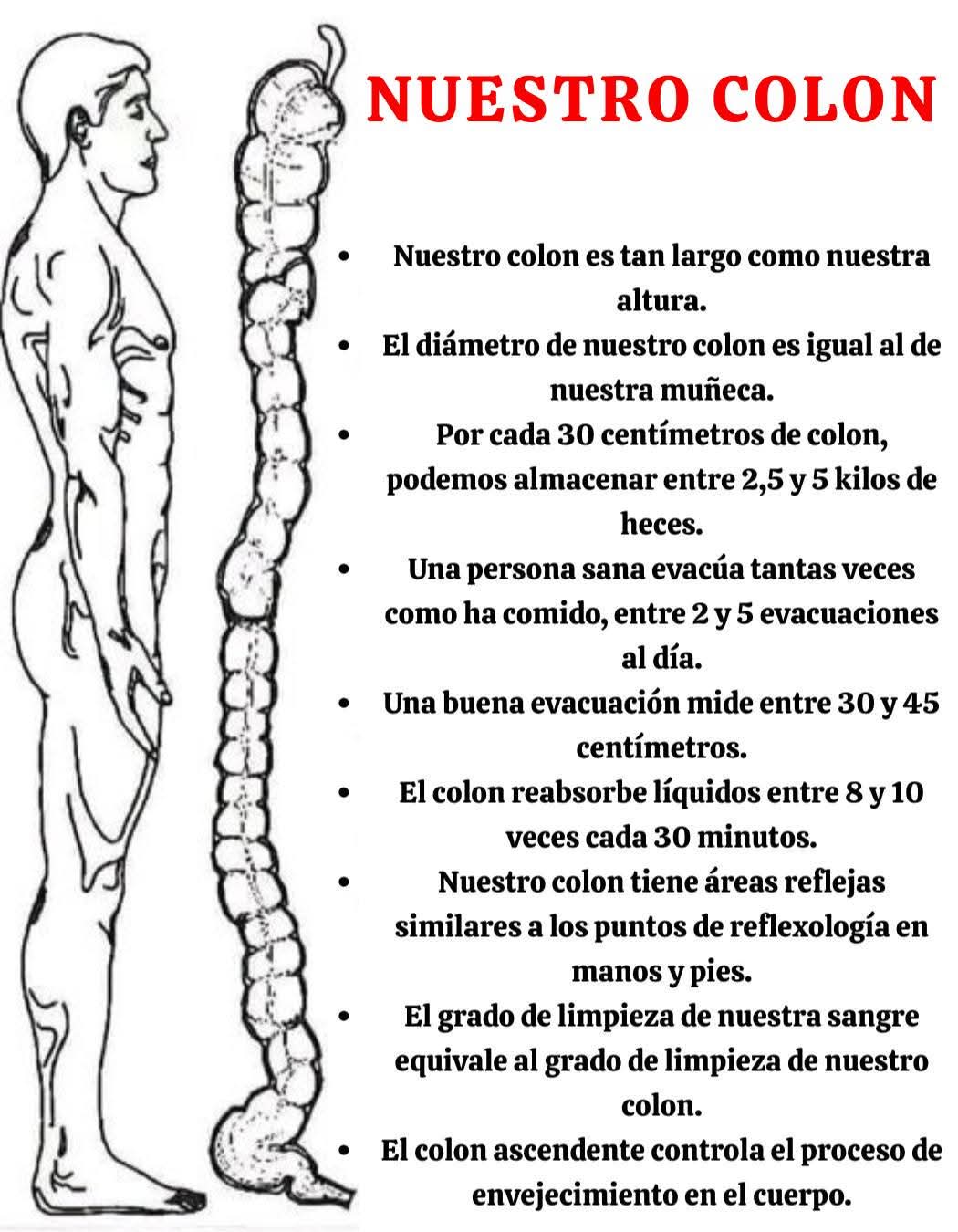 colon