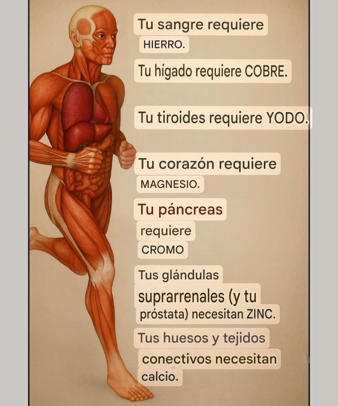nutrientes, cuerpo