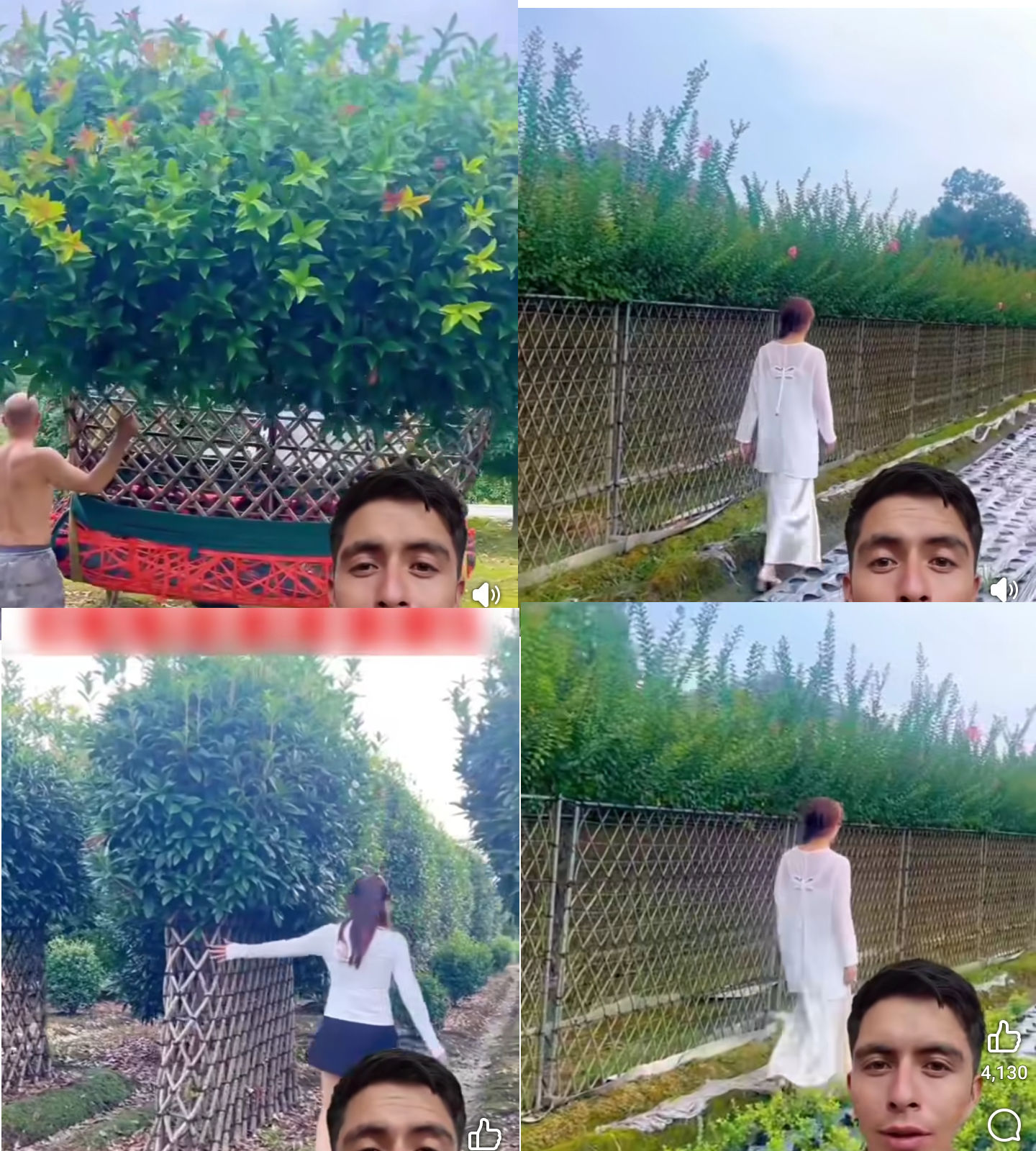 cerca, vegetal