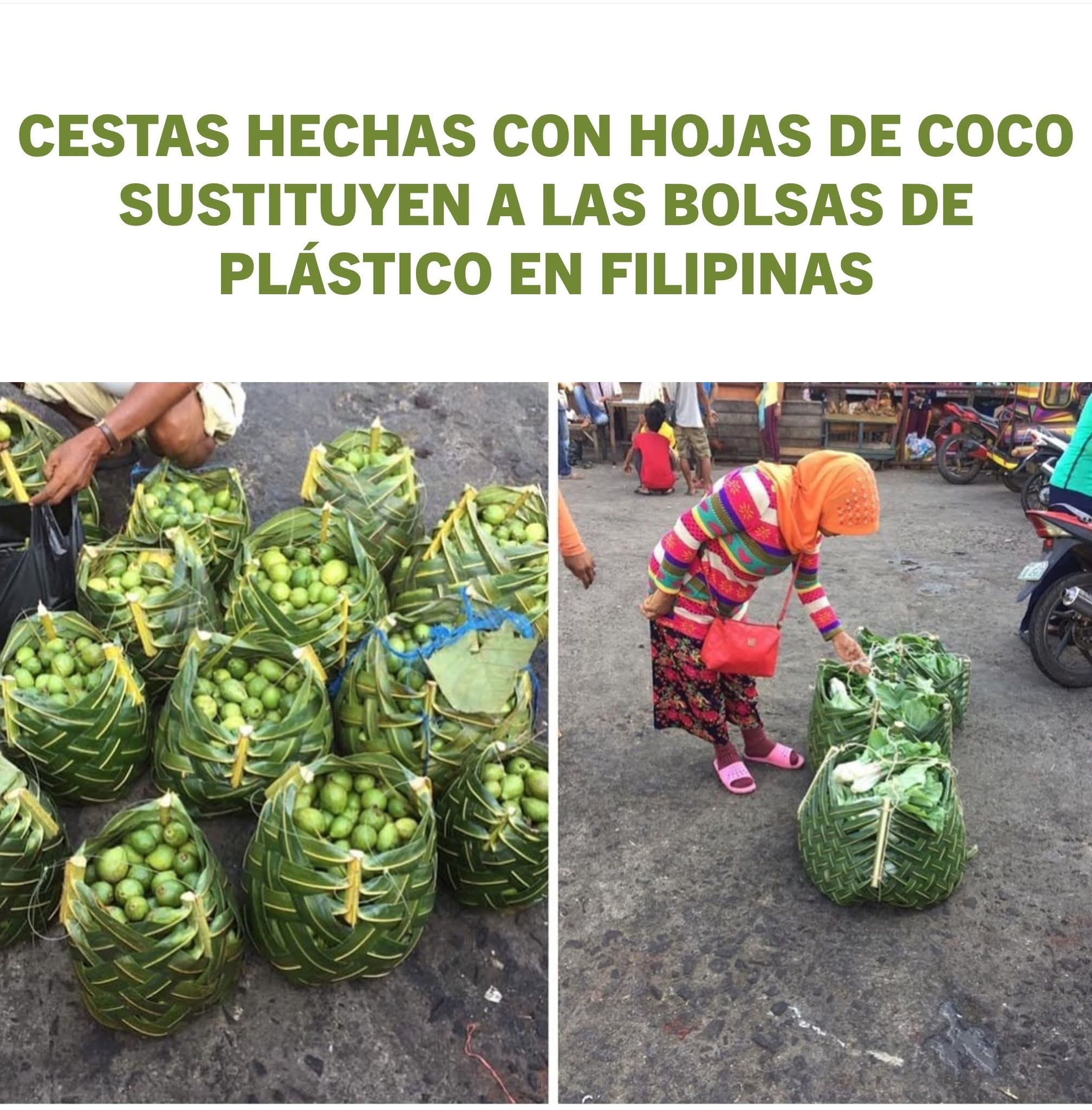 cesta, hojas, coco