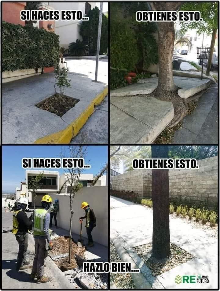 arbol
