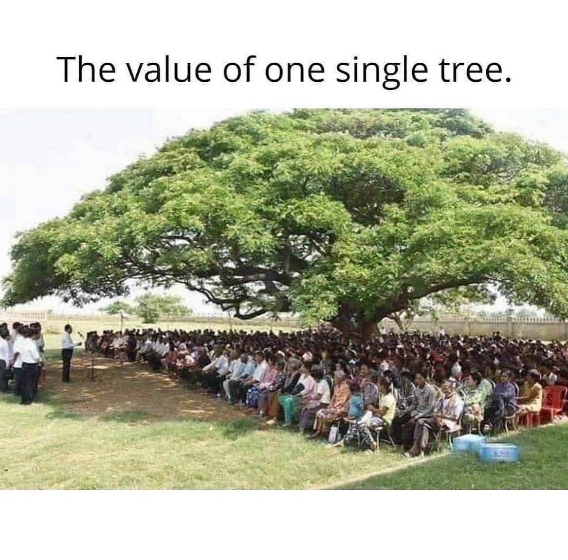 arbol, sombra