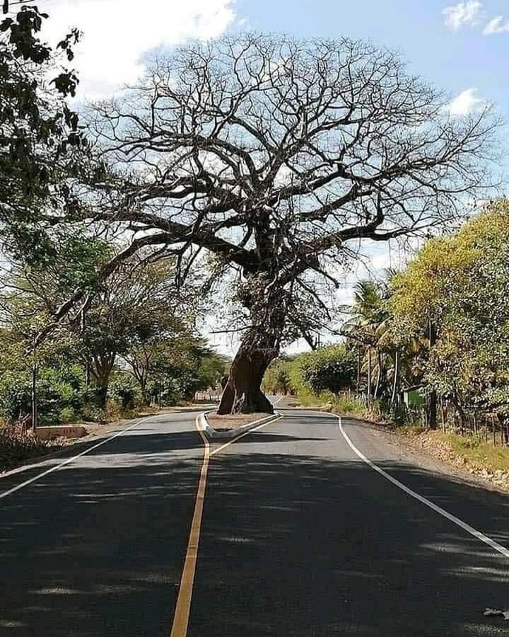 arbol