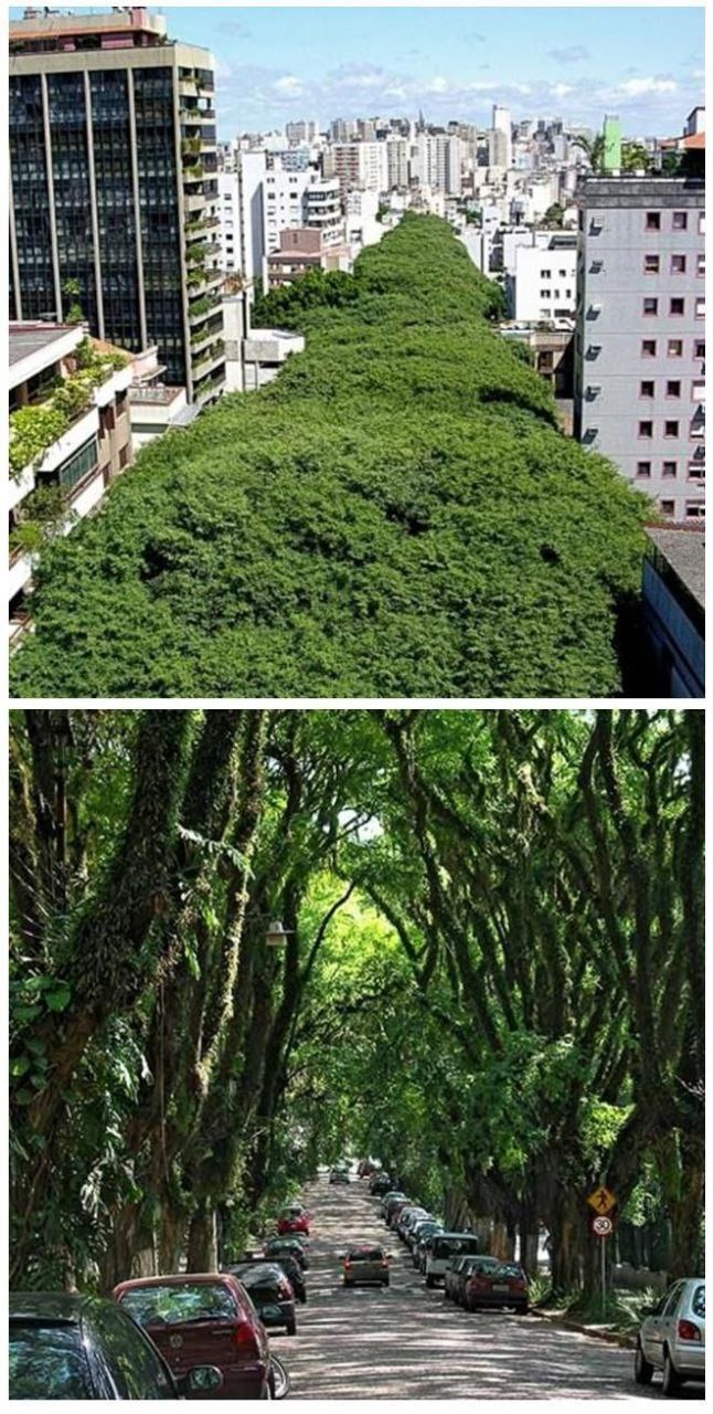 calle, arboles