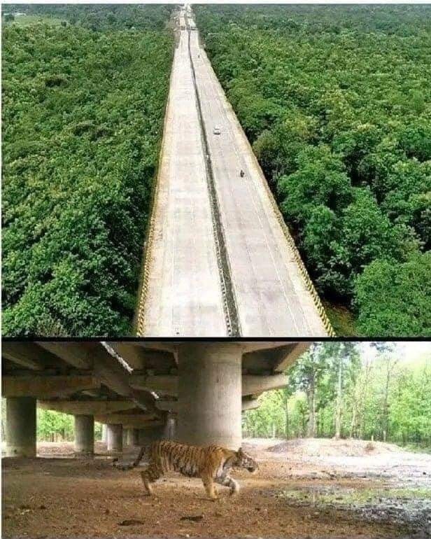 carretera, elevada