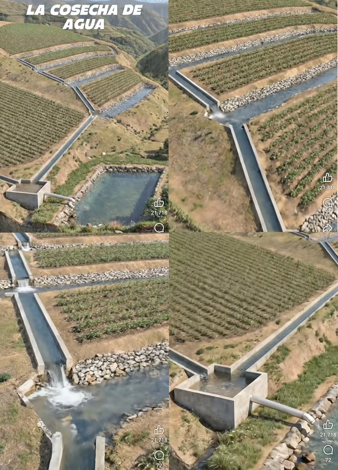 cosecha, agua