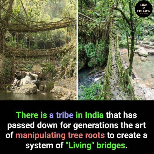 puente, raices